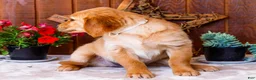 Golden Retriever dogs for sale: Calla - Ad 3