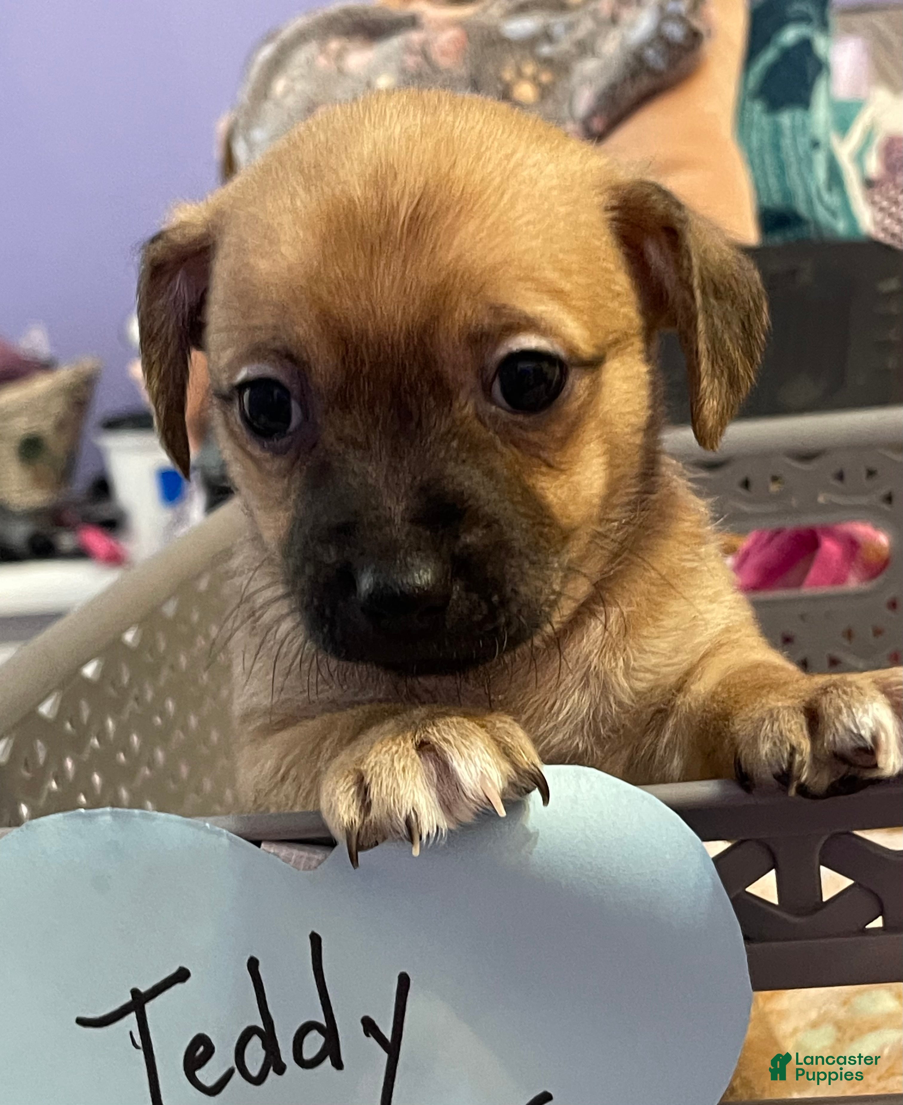 Chihuahua dogs Chihuahua 1 - Ad 1