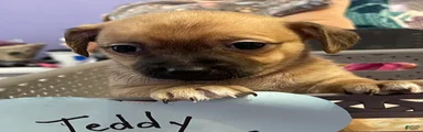 Chihuahua 1