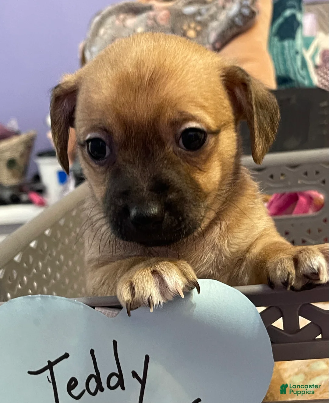 Chihuahua dogs for sale: Chihuahua 1 - Ad 1