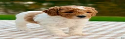 Goldendoodle dogs for sale: Nutmeg-mini  - Ad 5
