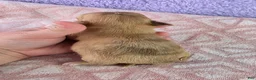 Chihuahua dogs for sale: AKC  Bianca - Ad 3