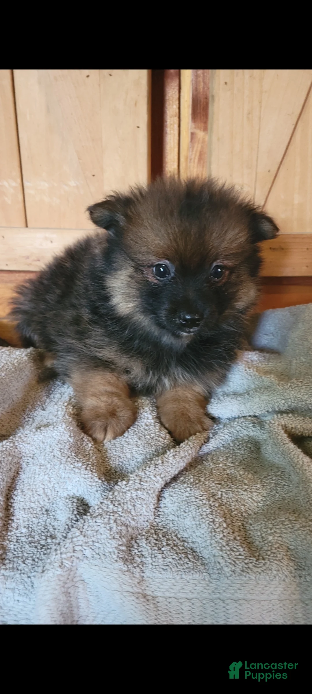 Pomeranian dogs for sale: Bruce - Ad 1