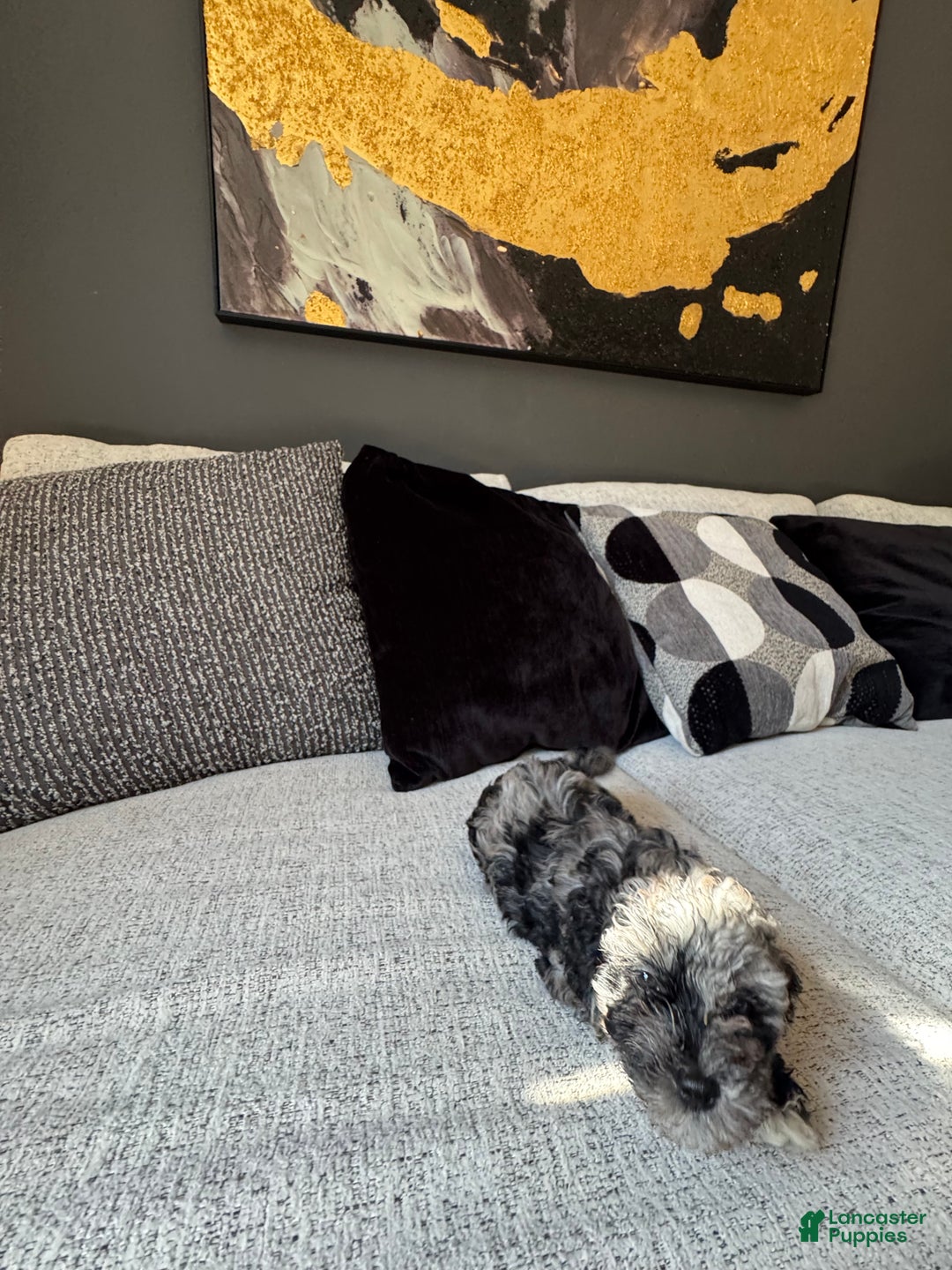 Toy Poodle dogs for sale: Misti - Ad 6