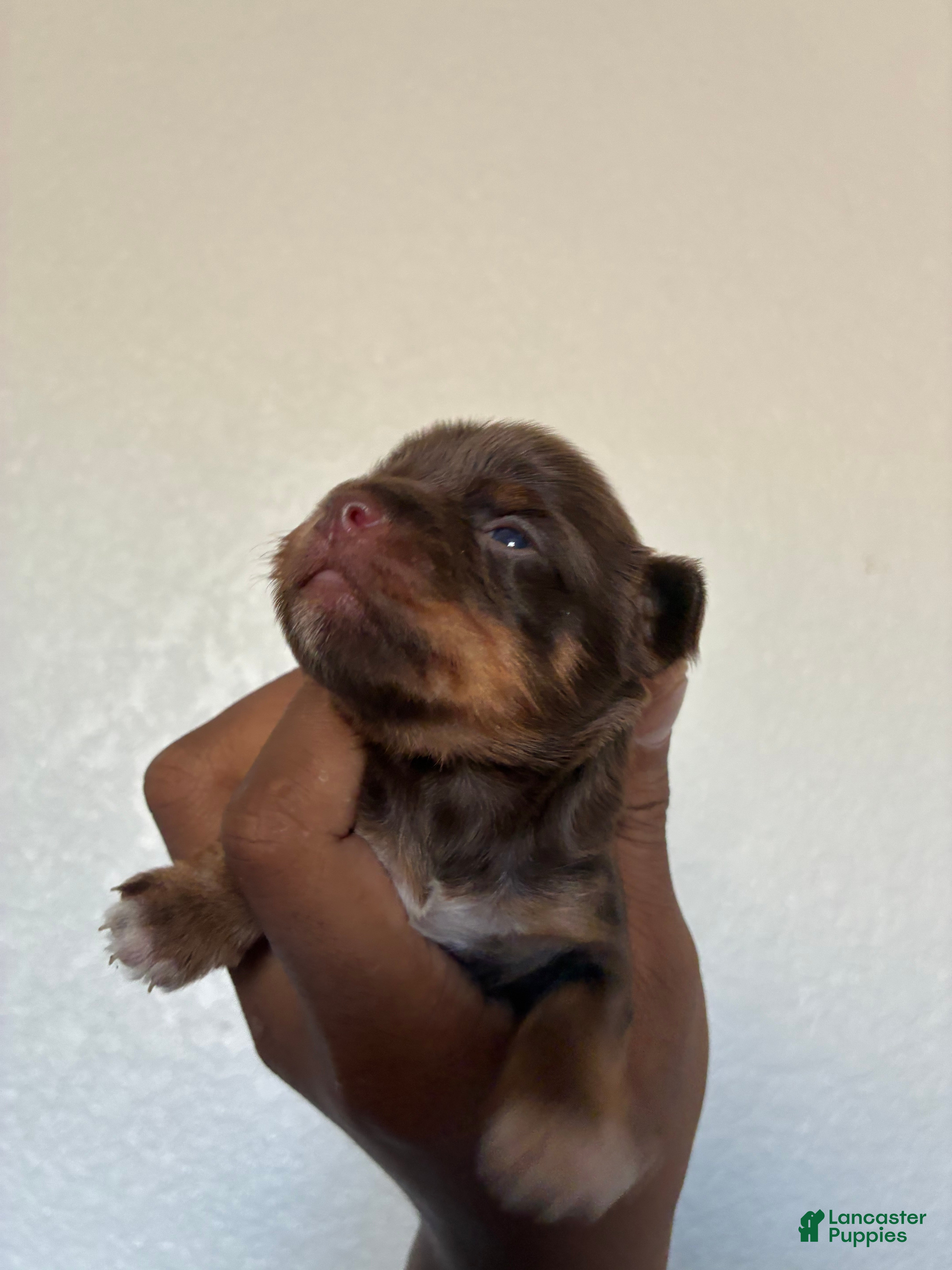 Yorkiepoo dogs Yorkiepoo 3 - Ad 5