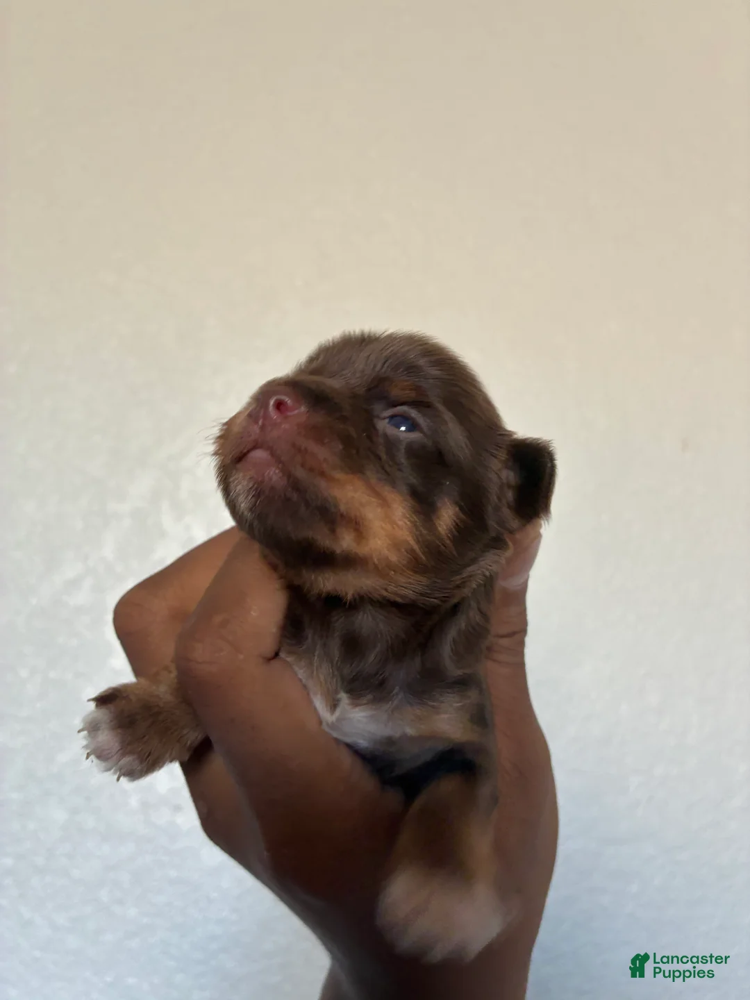 Yorkiepoo dogs for sale: Yorkiepoo 3 - Ad 1