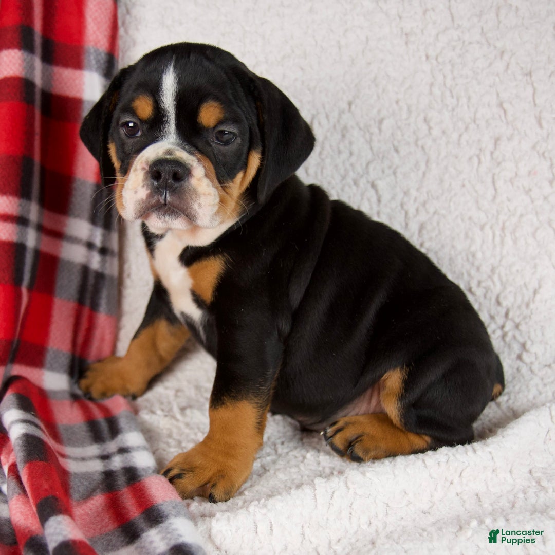 Mixed Breed dogs for sale: Koby - Ad 5