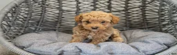 Cockapoo dogs for sale: Stella - Ad 2