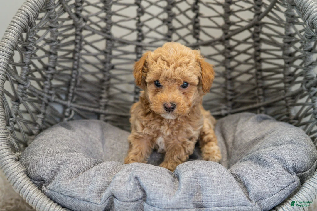 Cockapoo dogs for sale: Stella - Ad 2