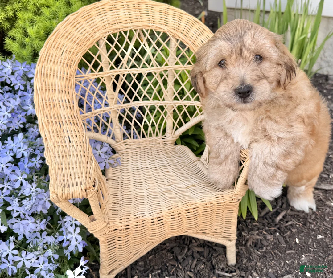 Yochon dogs for sale: Gamble  - Ad 2