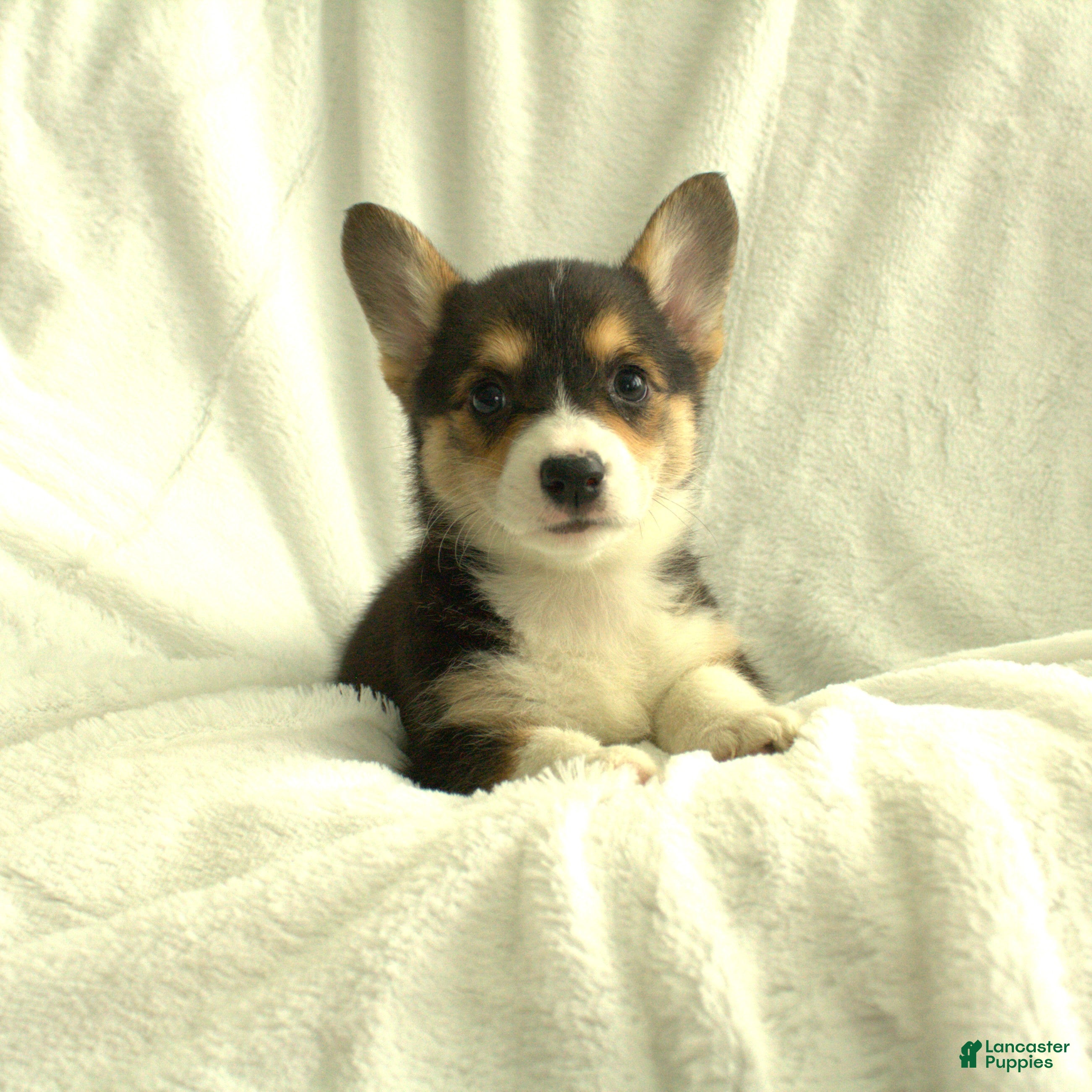 Welsh Corgi Pembroke dogs Diva - Ad 2