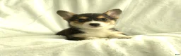 Welsh Corgi Pembroke dogs for sale: Diva - Ad 2