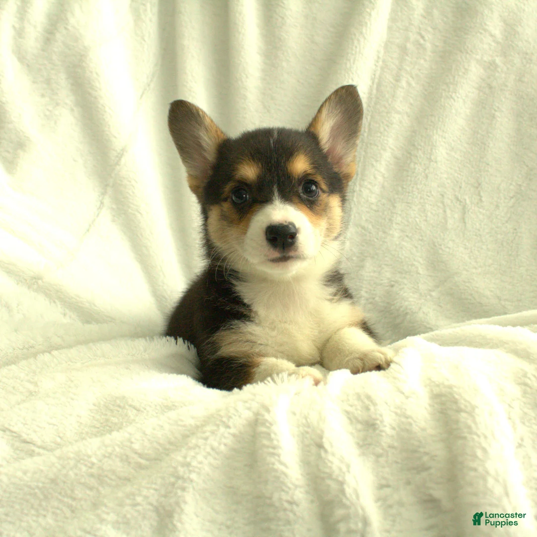 Welsh Corgi Pembroke dogs for sale: Diva - Ad 2