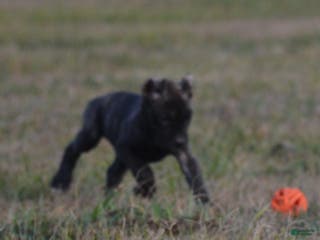 Cane Corso dogs Cane Corso Puppy 1 - Ad 1