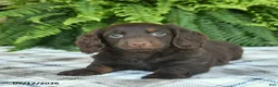 Miniature Dachshund dogs for sale: Owen  - Ad 3