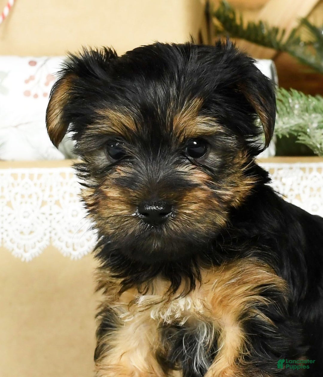 Yorkshire Terrier dogs for sale: Bella - Ad 9