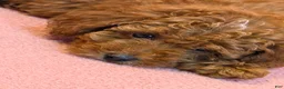 Toy Poodle dogs for sale: Toy Poodle 1 - Ad 6