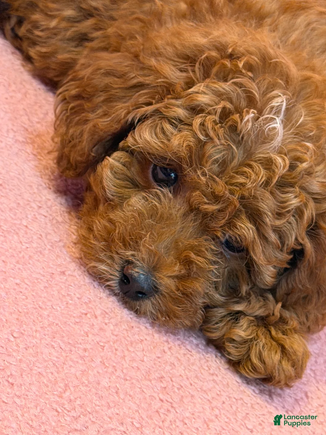 Toy Poodle dogs for sale: Toy Poodle 1 - Ad 6
