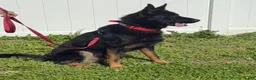German Shepherd dogs for stud: Sebastian  - Ad 4