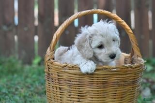 Cavapoo dogs Cavapoo 1 - Ad 1
