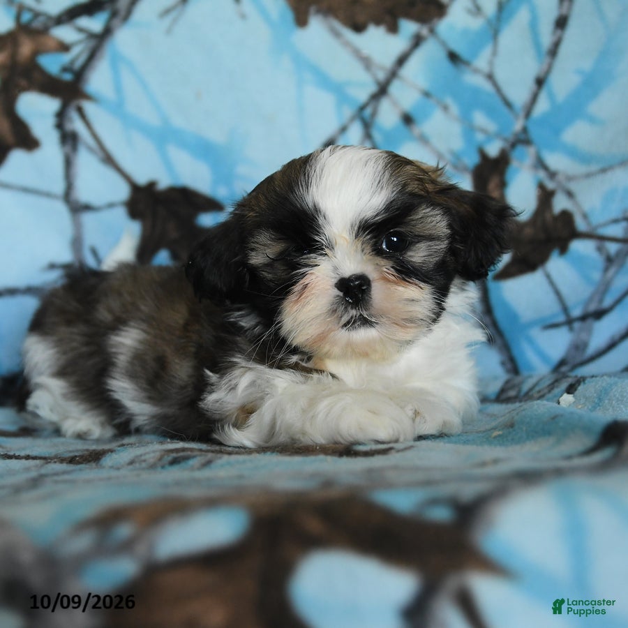 Shih Tzu dogs Toto - Ad 2