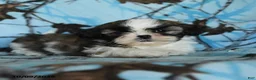 Shih Tzu dogs for sale: Toto - Ad 2