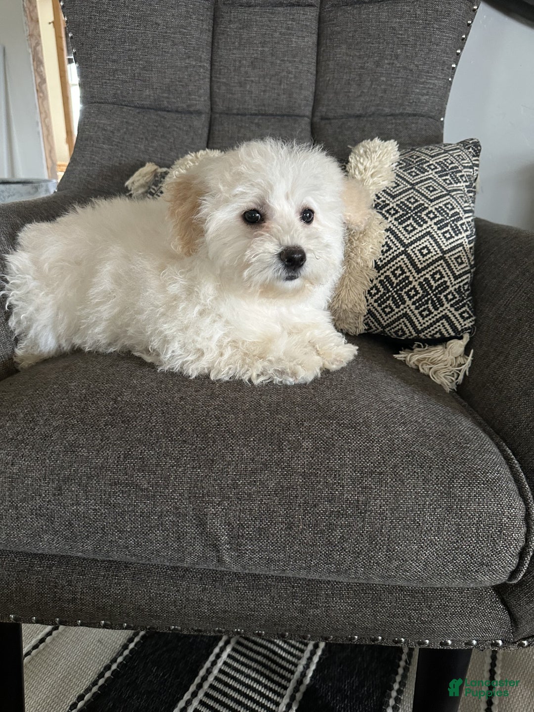 Bichpoo dogs for sale: terra - Ad 4