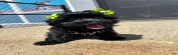 Yorkiepoo dogs for sale: Yorkiepoo 4 - Ad 3