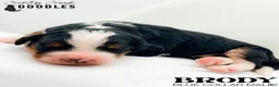 Bernedoodle dogs for sale: Brody - Ad 3