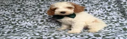 Cockapoo dogs for sale: Jax - Ad 7