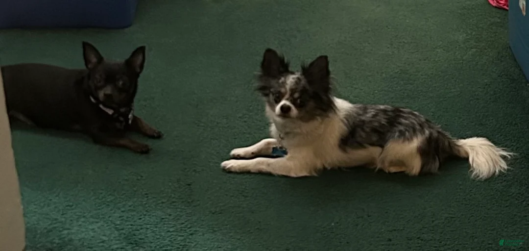 Chihuahua dogs for sale: Chihuahua Puppy 2 - Ad 9