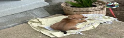Chihuahua dogs for sale: Rover - Ad 11