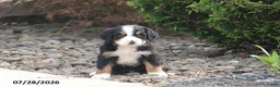 Bernese Mountain Dog dogs for sale: Elliott - Ad 1