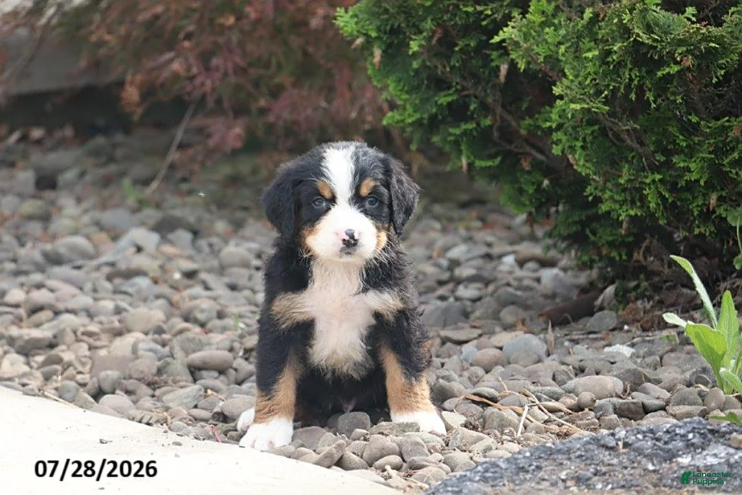 Bernese Mountain Dog dogs for sale: Elliott - Ad 1