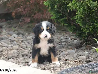 Bernese Mountain Dog dogs Elliott - Ad 1