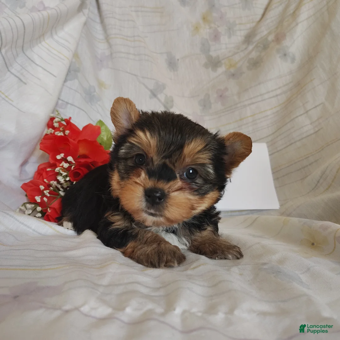 Yorkshire Terrier dogs for sale: Miss Poppy - Ad 3