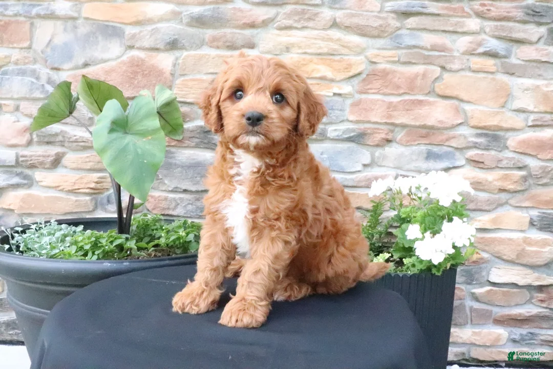 Cavapoo dogs for sale: Lenny - Ad 1