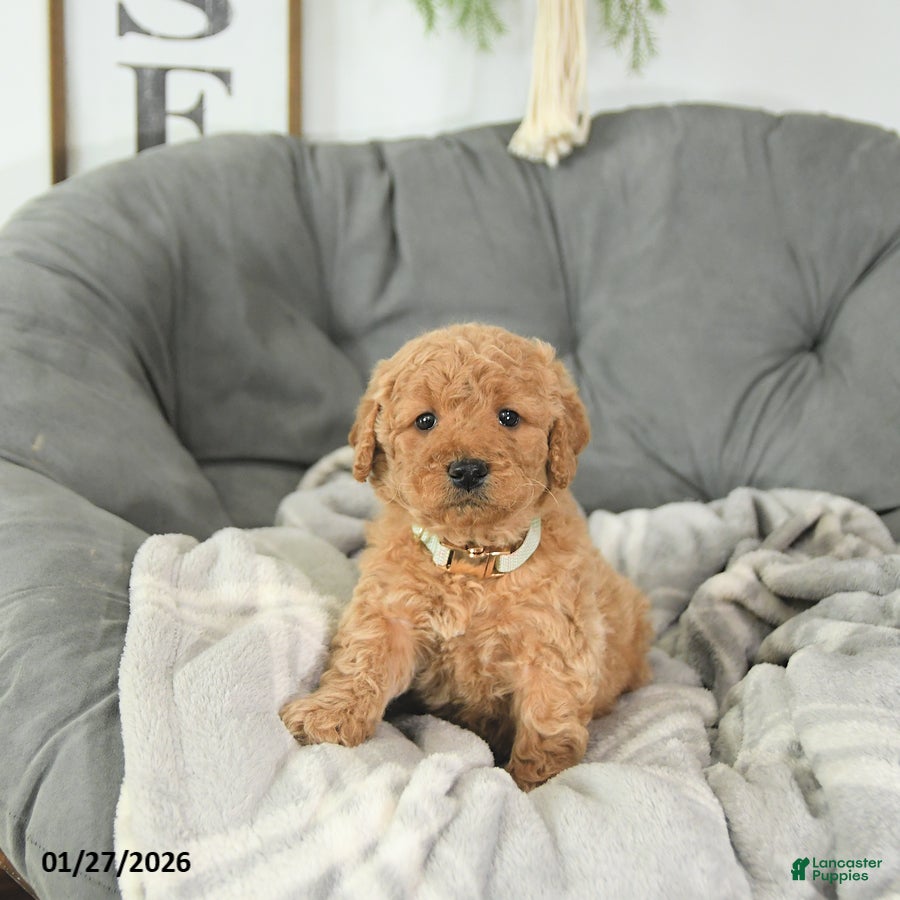 Mini Goldendoodle dogs Beau - Ad 30