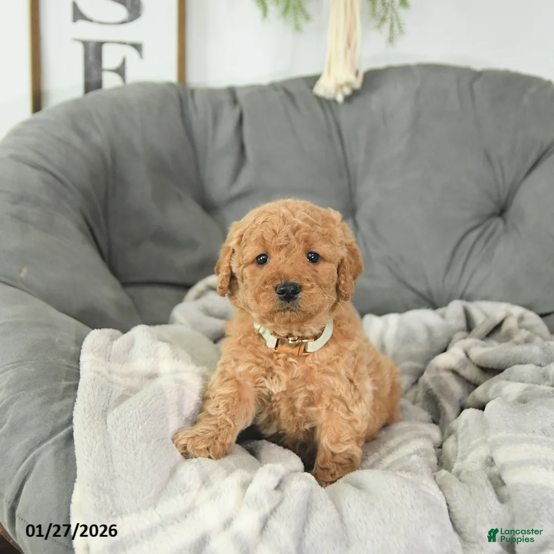Mini Goldendoodle dogs for sale: Beau - Ad 1