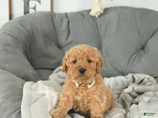 Mini Goldendoodle dogs Beau - Ad 30