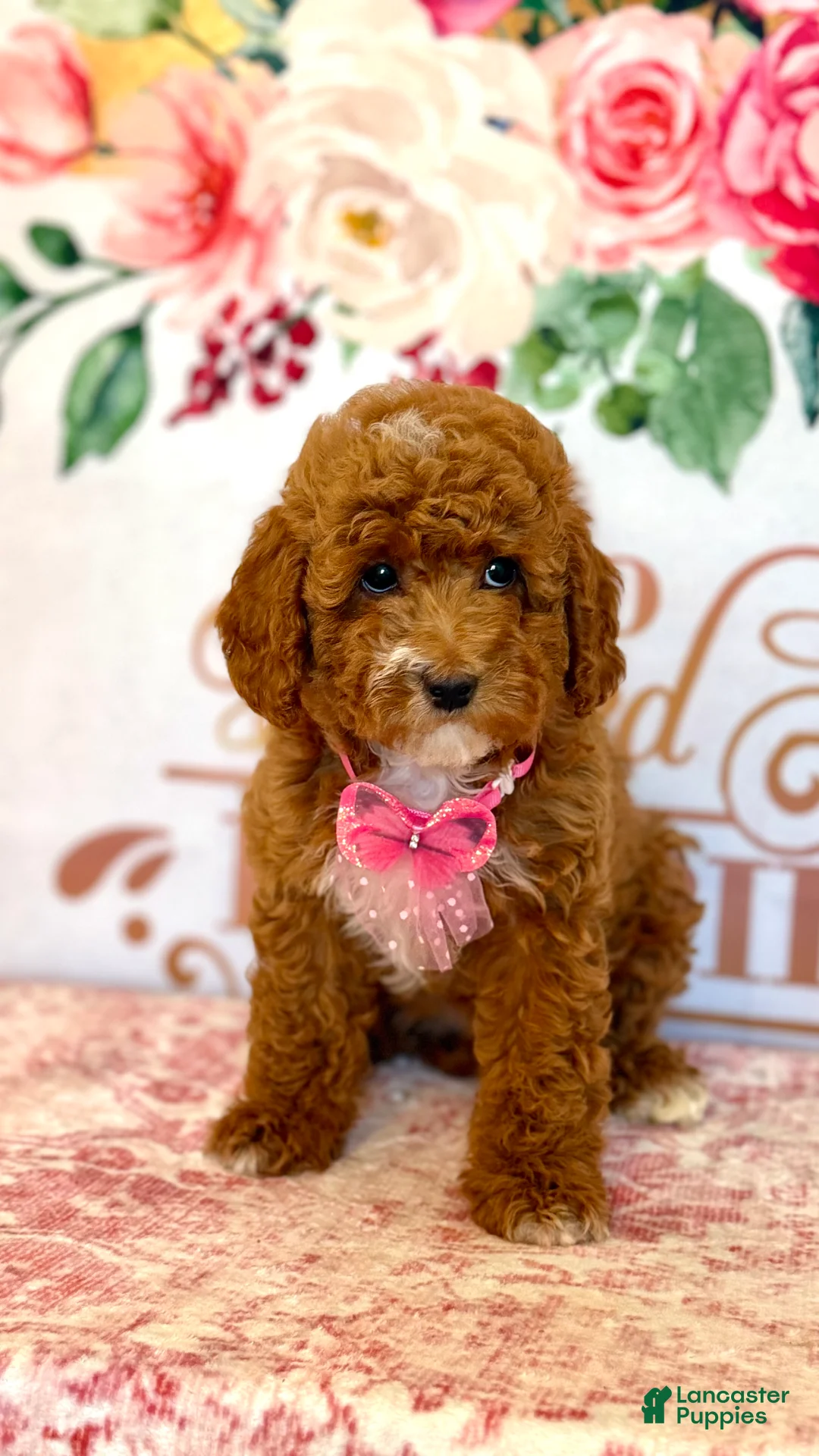 Mixed Breed dogs for sale: 🍁 Maple (Red w/ White Markings Hypoallergenic Mini Poodle) 🐻  - Ad 1