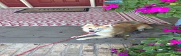 Pomsky dogs for sale: Reese - Ad 3