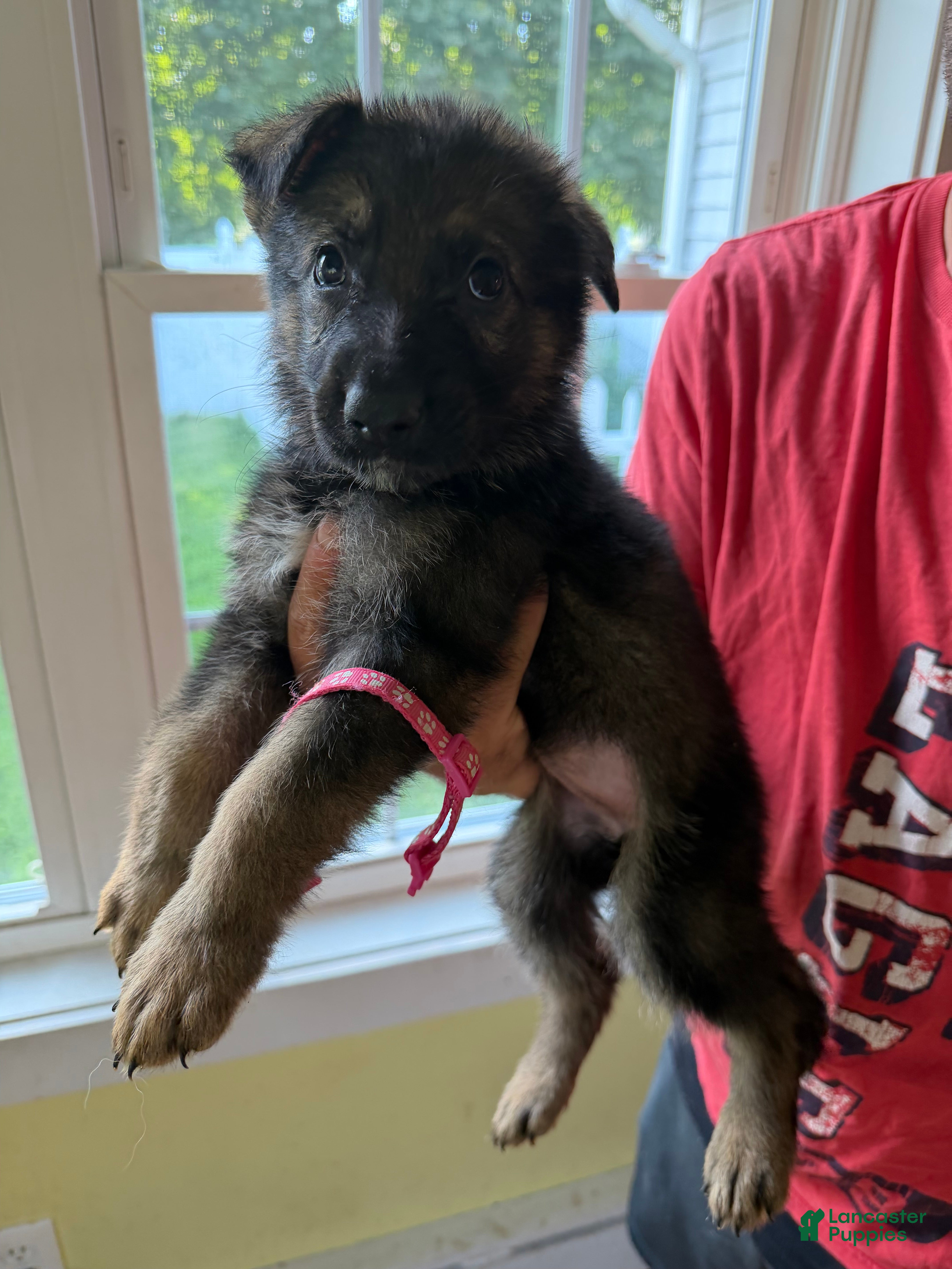 German Shepherd dogs Pink - Ad 32