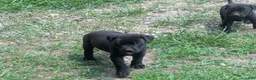 Mixed Breed dogs for sale: Black Bullmastador puppy  - Ad 5