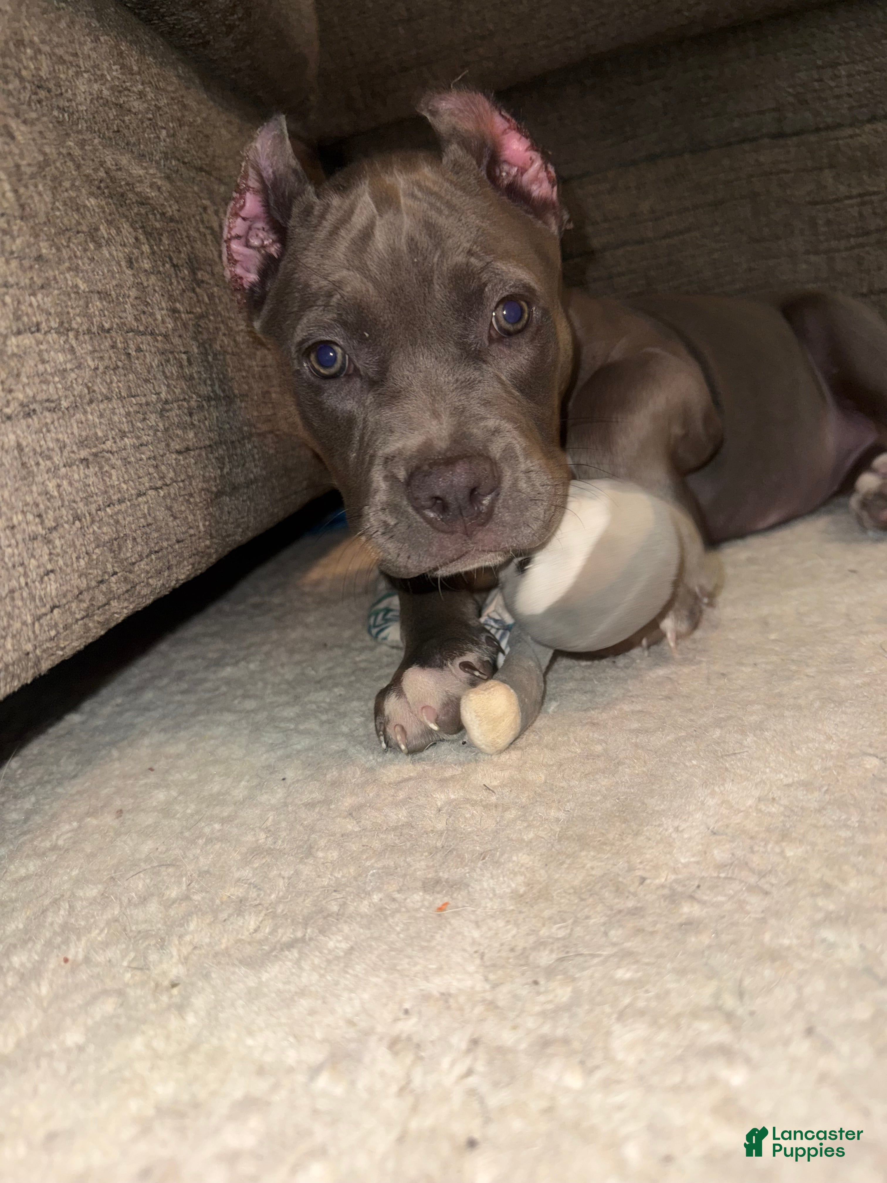 American Bully dogs Willow - XL American Bully Puppy  - Ad 7