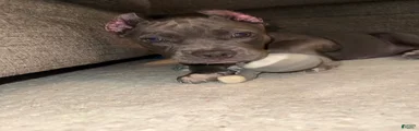 Willow - XL American Bully Puppy 