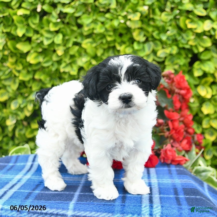 Yorkiepoo dogs Violet  - Ad 1