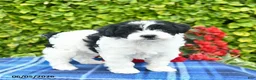 Yorkiepoo dogs for sale: Violet  - Ad 1