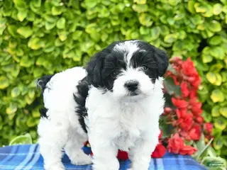 Yorkiepoo dogs for sale: Violet - Ad 4