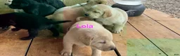 Labrador Retriever dogs for sale: Big red  - Ad 4